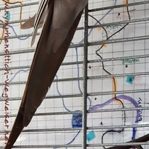 Weißkopf Zimthahn - Schwanz von unten