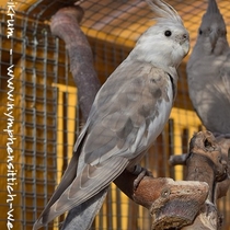 Weißkopf zimt Hahn beim umfärben