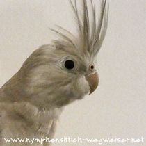 Kopfansicht Weißkopf Zimt Henne