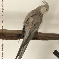 Weißkopf - Zimthenne - Rücken