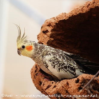 wildfarben geperlte Henne