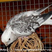 Weißkopf Perlschecke - Gesamt