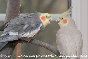 wildfarben und zimtfarbener Nymphensittich nebeneinander