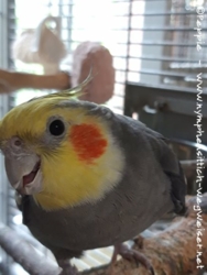 Admiral Wobbles im August 2020