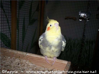 Bubi auf dem Spielplatz
