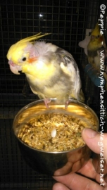 Chico auf dem Futternapf 2