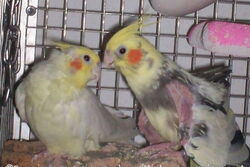 Gonzo und Ronja in der Lounge