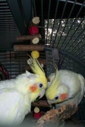 Gonzo und Sponcha-Maja