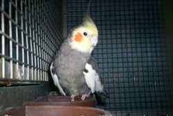 Jacko auf dem Futternapf