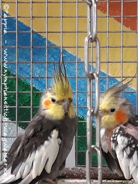 Jakob und Skinny im Juli 2019