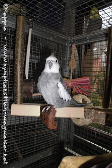 Justus auf der Schaukel