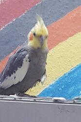 Micky im Oktober 2018