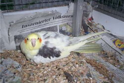 Nico auf geklauten Eiern