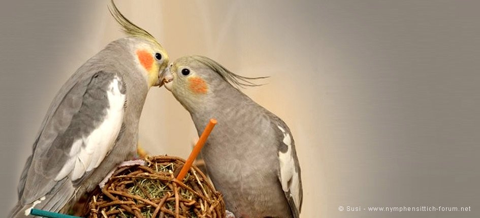 Nymphensittiche sind Schwarmtiere - klick