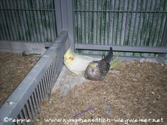 Pinky und Lilli im Sun-Palace