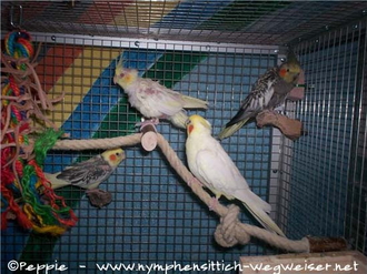 Rocky, Annika, Gonzo und Skinny