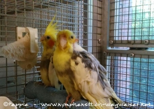 Ronja und Chico in der Villa