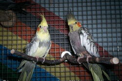 Ronja und Skinny in Sunday City