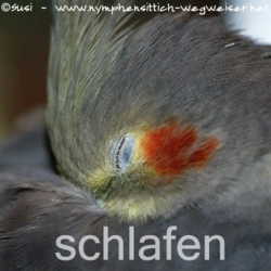 schlafender Nymphensittich