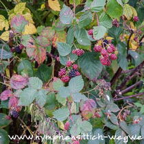 Brombeeren - Strauch