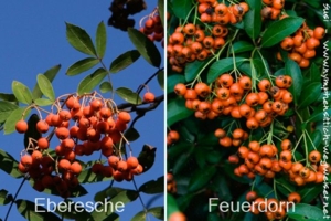 Eberesche und Feuerdorn