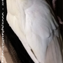 Flügeloberseite eines Falben