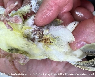 Grabmilben an der Kloake und den Füßen