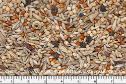 Wellensittich Indiviadual von JR Farm