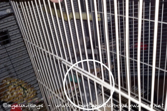 Kleiner Käfig steht mit der Öffnung vor der offenen Volierentür, so dass der Nymphie rein gehen kann