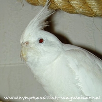 Weißkopflutino - Kopf