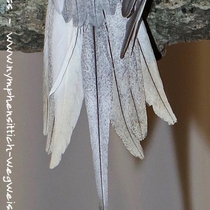 Weißkopf opalin Schecke - Schwanz von unten