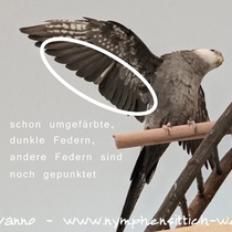 Weißkopf geperlter Hahn, wo man an den Flügelunterseiten neue gewachsene dunkle Federn sieht