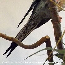 Weißkopf Kopffleckschecken Henne - Schwanzunterseite