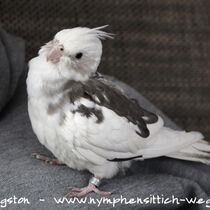 Weißkopf Schecke wildfarben - Gesamtansicht