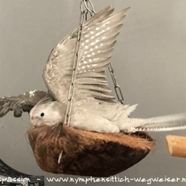 gepunktete Flügelunterseite der Weißkopfzimthenne