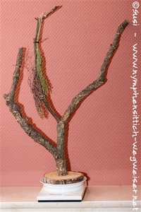 Leckerli befestigen und Wiegehilfe auf die Waage setzen