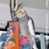 Kopf färbt deutlich sichtbar um