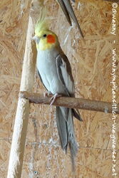 Zimtfarbener Hahn bzw. Männchen