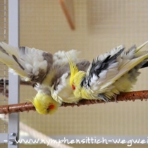 zimtfarbener Schecke links - wildfarbener Schecke rechts
