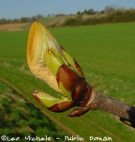 Chestnut Bud