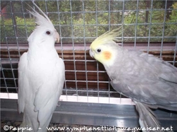 Angelina und Mambo am Fenster