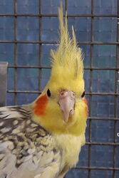 Blondie im Februar 2022