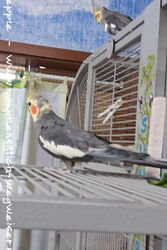 Charlie wird mutiger