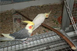 Cooper beim blinden Pinky