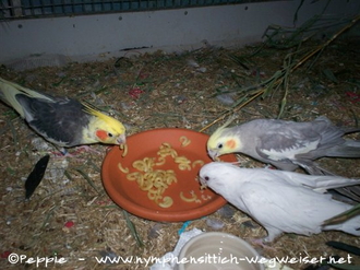 Cooper (links), Angelina (vorn) und Mambo futtern Gabelspaghetti