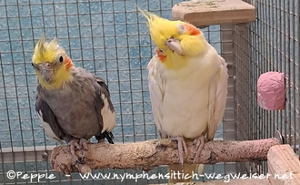 Cuddles und der Lola im Oktober 2023