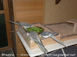 Die Rooftop Castler lassen sich Vogelmiere schmecken 
