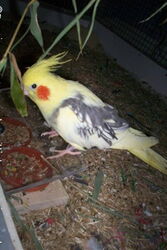 Frau James auf dem Dach