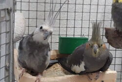 Justus mit seiner Gretel