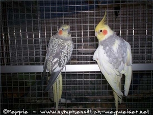 Lissy und Sudakan am Gitter